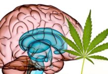 La nabilona puede reducir la agitación y la inflamación del cerebro en la enfermedad de Alzheimer La nabilona puede reducir la agitación y la inflamación del cerebro en la enfermedad de Alzheimer