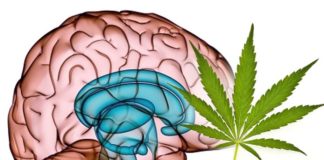 El uso médico del cannabis mejora el rendimiento cognitivo