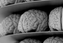 Beneficios de la marihuana para tu cerebro Beneficios de la marihuana para tu cerebro