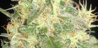 La Audiencia de Lleida no considera delito consumir cannabis en grupo