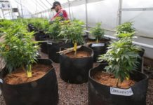 Expertos denuncian opacidad y burbuja especulativa en las licencias para cultivar cannabis en España Expertos denuncian opacidad y burbuja especulativa en las licencias para cultivar cannabis en España