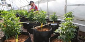 En los estados norteamericanos con leyes sobre cannabis medicinal existe una mayor participación laboral y una mejora en la salud general de las personas mayores