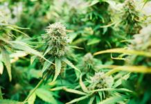 Cosecharon el primer cultivo legal de cannabis en Ecuador Cosecharon el primer cultivo legal de cannabis en Ecuador