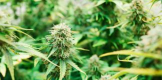 Condenado a un año de prisión por sembrar 27 plantas de cannabis