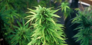 Usuarios piden legalizar el cannabis para luchar contra el mercado negro