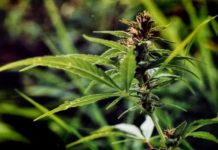 ¿Cuándo florecen mis plantas de exterior? ¿Cuándo florecen mis plantas de exterior?