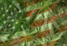 NY abre portal de solicitud para agricultores de cáñamo que buscan licencia para cultivar cannabis NY abre portal de solicitud para agricultores de cáñamo que buscan licencia para cultivar cannabis