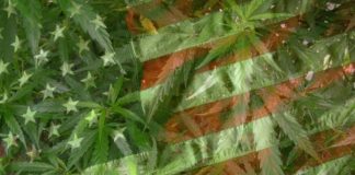 NY abre portal de solicitud para agricultores de c&aacute;&ntilde;amo que buscan licencia para cultivar cannabis