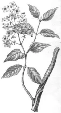 banisteriopsis caapi 