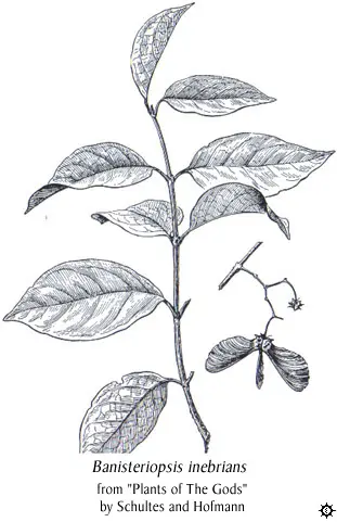 banisteriopsis inebrians