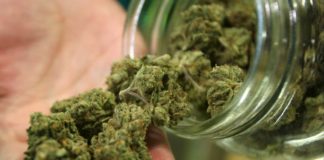 Descubren cómo la marihuana podría tratar la infertilidad