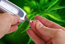 El consumo de cannabis está asociado con una reducción significativa de la incidencia de diabetes El consumo de cannabis está asociado con una reducción significativa de la incidencia de diabetes