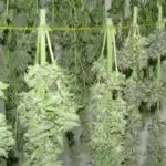 Secado y Curado de la Marihuana Secado y Curado de la Marihuana