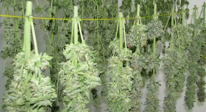 Secado y Curado de la Marihuana