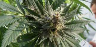 Los derivados del cannabis prometen resultados «espectaculares» en psicosis