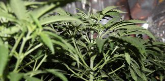 Marihuana en tiempo de elecciones