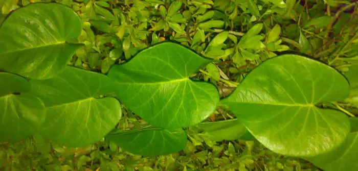 HOJAS ARGIREIA