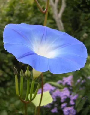 Ipomoea violacea