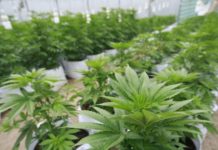 Capacidad de intercambio catiónico Intercambio catiónico en plantas