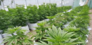 Intercambio catiónico en plantas