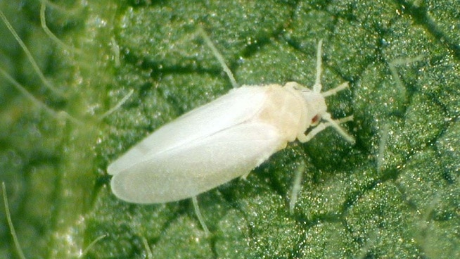 la plaga de la mosca blanca