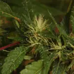 Planta atacada por el pulg&oacute;n del algod&oacute;n