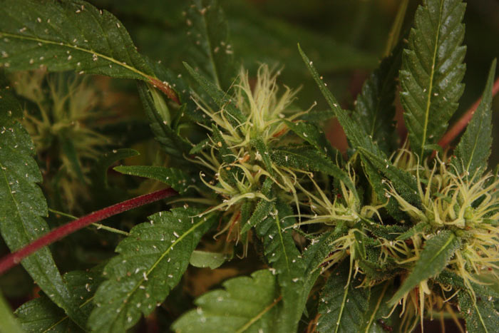 Aphis gossypii, el Pulgón del algodón Planta atacada por el pulgón del algodón