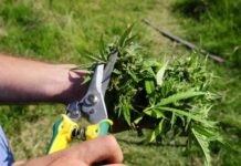 EE.UU.: Los Estados quieren un cultivo de cannabis más verde a medida que se expande el cannabis legal cosechando