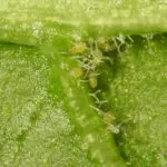 Manejo preventivo de los ácaros depredadores Amblyseius swirskii, para el control de las plagas en cannabis En la foto una colonia de Amblyseius swirskii refugiados en el envés de una hoja alimentándose de huevos de moscas blancas. Foto cedida por Koppert Canarias