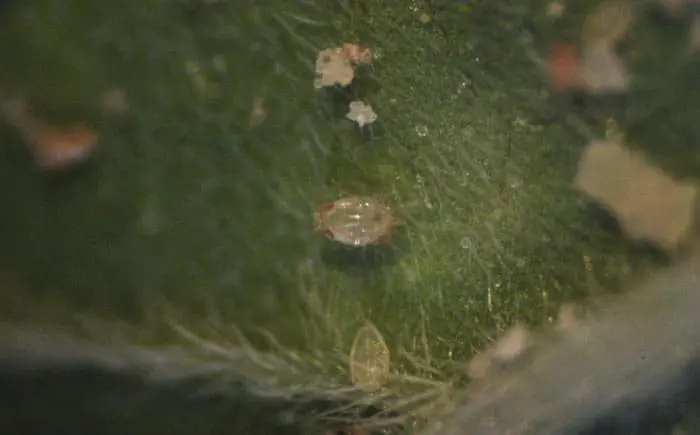 Larva de coccin&eacute;lido depredando un pulg&oacute;n del algod&oacute;n. Estas mariquitas aparecieron espont&aacute;neamente asociadas a la plaga. Estos depredadores son parte de la fauna auxiliar.