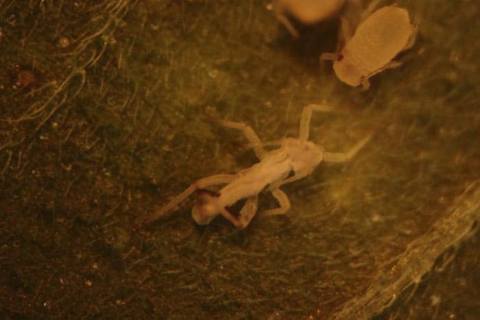 Las exuvia son indicadores de presencia de pulgones. Esta mudas se desprenden cuando el individuo crece. Es en este corto periodo de tiempo, durante la formaci&oacute;n la nueva piel, cuando el pulg&oacute;n es alterante vulnerable