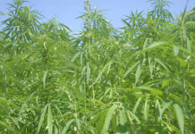 El potencial agrícola de Asturias como paraíso del «cannabis» legal El potencial agrícola de Asturias como paraíso del «cannabis» legal