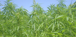 El potencial agrícola de Asturias como paraíso del «cannabis» legal