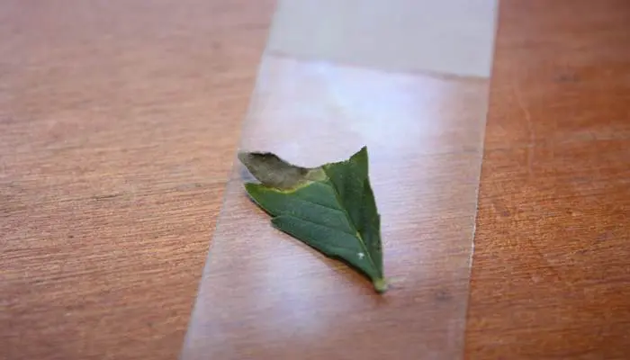 Alternaria