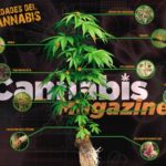 Las enfermedades más comunes del cannabis Enfermedades Cannabis | Pulsa para ampliar