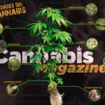 Las enfermedades más comunes del cannabis Enfermedades Cannabis | Pulsa para ampliar