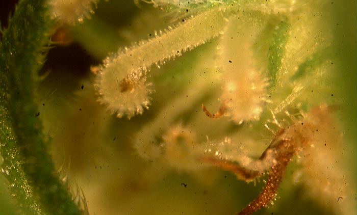 En la foto vista microscópica del crecimiento anormal de los pistilos causados por un virus.