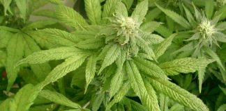 Planta infectada por un virus. Obsérvese el aspecto generalizado de las hojas, “arrugadas como pasas”. Esta enfermedad es altamente contagiosa tanto mecánicamente como por la acción de las plagas como los trips.