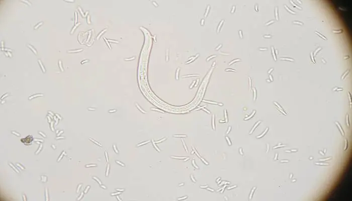 nematodos