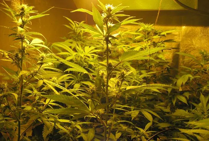 Fenotipo sativa-indica