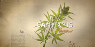 La marihuana en Uruguay llega a la pantalla grande