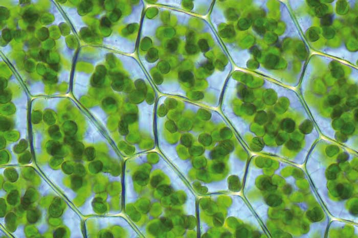 Paredes celulares de las hojas, donde se contienen los cloroplastos. Foto de Kristian Peters