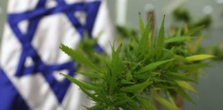 Ciencia y Tecnología Cannabis: nuevas investigaciones israelíes