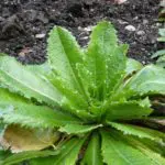 Lechuga silvestre para tener sueños lúcidos lechuga silvestre