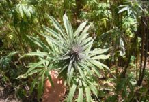 Cannabis, altitud y fenotipos: ¿Dónde está la unión? Cannabis, altitud y fenotipos: ¿Dónde está la unión?