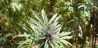Estiman que el cannabis será el cultivo más rentable de Colombia