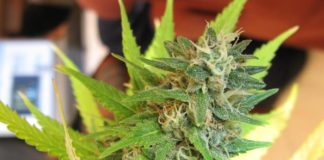 Chile pide que proyecto de ley reduzca cantidad de marihuana para cultivo