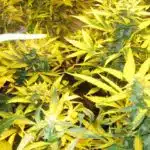 Cultivo Intensivo: Automáticas Vs. Clones Cultivo Intensivo: Automáticas Vs. Clones