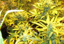 Cultivo Intensivo: Automáticas Vs. Clones