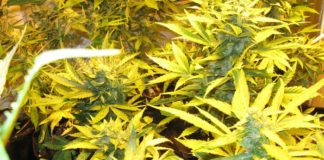El Supremo tolera los pequeños clubes de cannabis en una sentencia que condena a uno grande